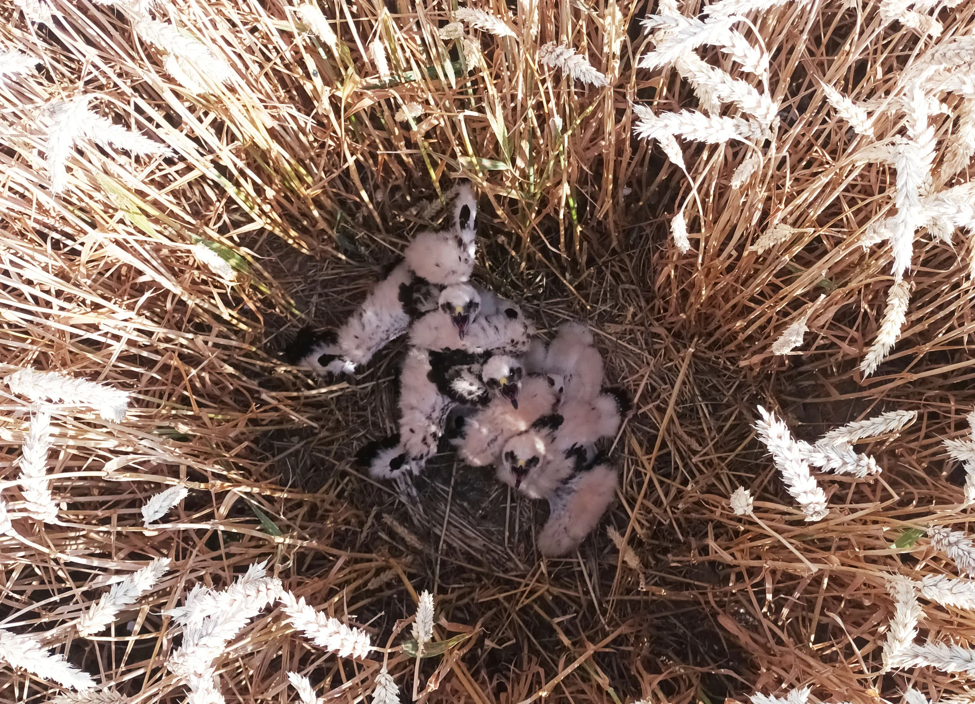 Junge Wiesenweihen in ihrem Nest zwischen Getreidehalmen.